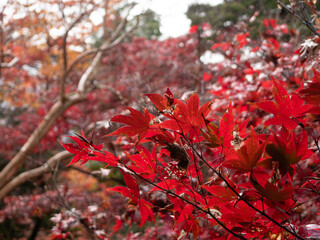 新潟 紅葉 中野邸