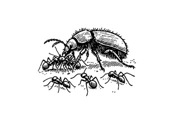 Ground beetle hand drawn Illustration Sketch Vector Isolated