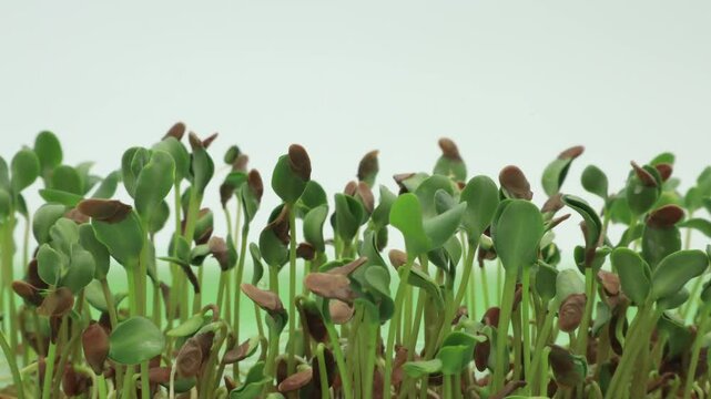 Close up and time lapse of flax seeds sprouts growing in soilless container after soaking seeds in water and placing under controlled lighting conditions