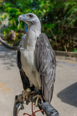 close up portrait of a Wild Eagle standing on perch at Patong Beach Phuket Thailand 