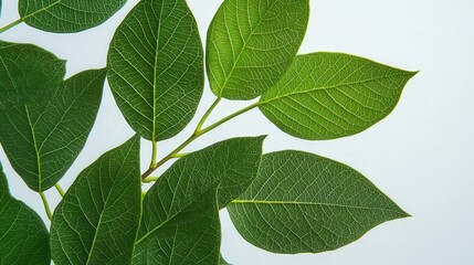 Obraz premium fresh green leaves from a tree, highlighting their intricate patterns against a clean white backdrop