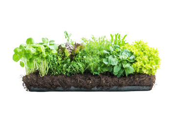 A vibrant array of fresh herbs and leafy greens growing together, showcasing various textures and shades of green against a white background.