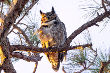 Great horned owl (Bubo virginianus) at Robinson Preserve in Florida just before sunset
