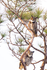 Great horned owl (Bubo virginianus) at Robinson Preserve in Florida just before sunset