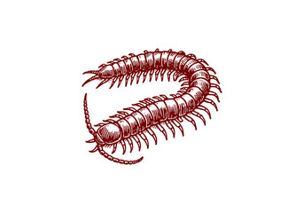 Milipede hand drawn Illustration Sketch Vector Isolated
