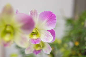 Beautiful Orchid flower blooming in garden floral background