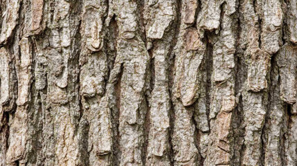 Obraz premium Macro photography of tree bark patterns textural details in forest environments