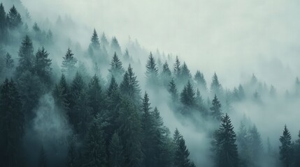 misty evergreen forest scene, capturing the tranquility of tall, lush trees veiled in a delicate mist