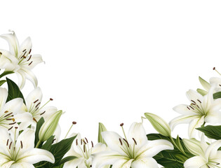 PNG Lily flower plant petal.