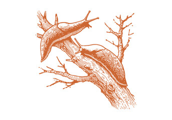 Fototapeta premium Slug hand drawn Illustration Sketch Vector Isolated