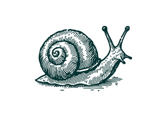 Snail hand drawn Illustration Sketch Vector Isolated © Az to Design