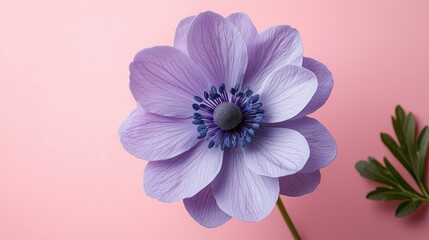 Fototapeta premium Delicate Lavender Anemone Flower on Pink Background
