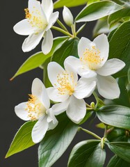 Delicate white blossoms with vibrant yellow centers, showcasing the beauty of nature.