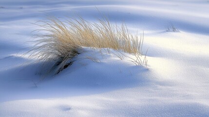 Frosty Morning in Snowy Meadow