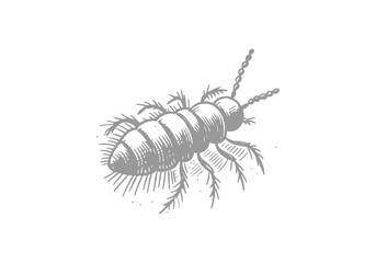 Springtail hand drawn Illustration Sketch Vector Isolated