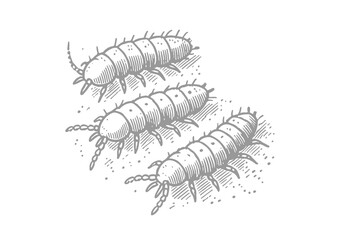 Springtail hand drawn Illustration Sketch Vector Isolated