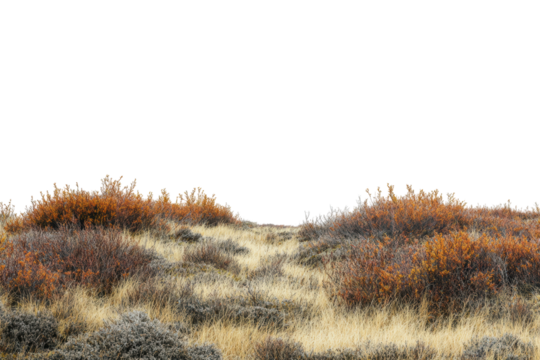 Autumn foliage in a vast landscape, featuring vibrant shrubs and grass against a serene backdrop.