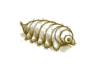 Tardigrade water bear hand drawn Illustration Sketch Vector Isolated