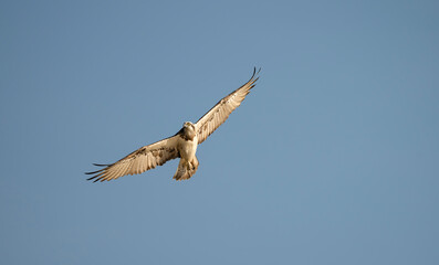 Eastern Osprey ( Pandioncristatus ) fish-eating raptor in flight with a isolated blue sky.