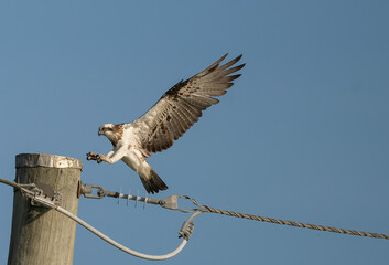 Eastern Osprey ( Pandioncristatus ) landing on a power pole.