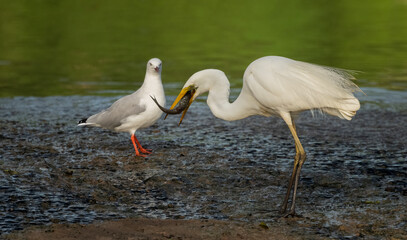 Great Egret (Ardea modesta)  with a fish and silver gull looking on.