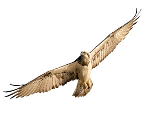 The Eastern Osprey ( Pandioncristatus ) in flight wings open, on an isolated background png
