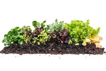 Vibrant variety of fresh lettuce and herbs growing in rich dark soil, isolated on a white background for clear visual impact.