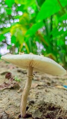 mushroom in the forest