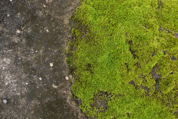 green moss on the stone