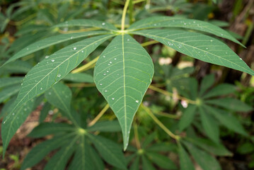 raindrops on cassava leaves