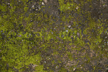 moss on stone