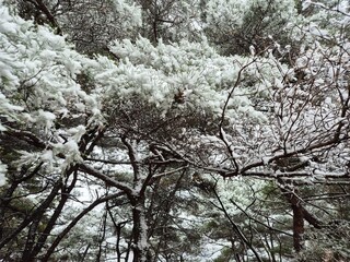 눈이 내린 겨울산의 풍경