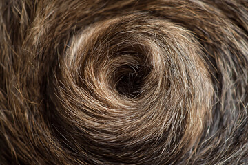 Fototapeta premium Close-up view of a spiral of brown hair showcasing texture and color variations, suitable for beauty or haircare themes