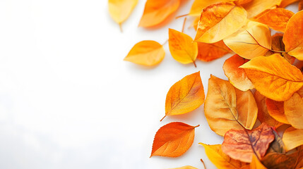 Fototapeta premium Vibrant autumn orange leaves scattered on a white background in seasonal arrangement : Generative AI