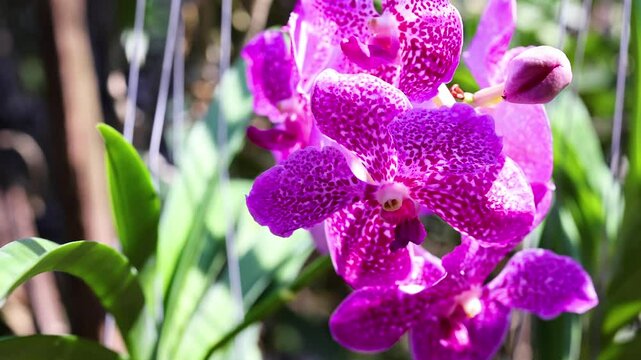Vanda Orchid at Floating Market