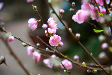 Peach flowers in garden in Bac Giang, Vietnam. Peach flower, the symbol of Vietnamese lunar new year