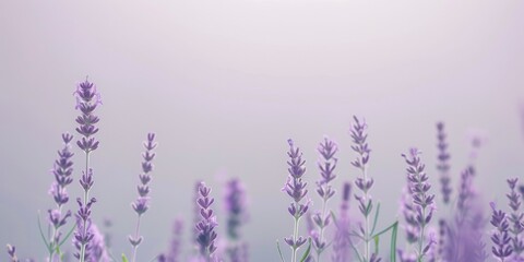 Obraz premium A minimalist aesthetic featuring a light lavender mist backdrop, Minimalist design elements arranged symmetrically, Modern minimalist style