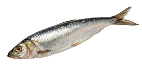 Fototapeta premium Single Fresh Herring: A single, fresh herring lies on a surface, showcasing its silvery scales and distinct features. This detailed image is perfect for culinary, seafood, or biological contexts. 