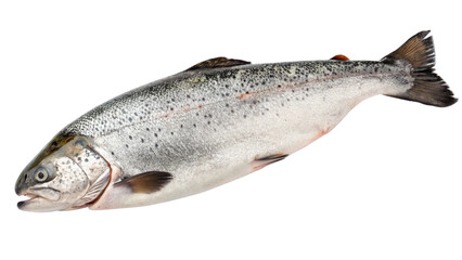 Obraz premium Freshwater Trout: A whole, fresh trout, glistening with silvery scales, displayed against a clean backdrop, ready for culinary inspiration. 