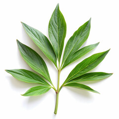 peony green leaf isolated on white