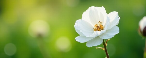 Obraz premium soft white cottony flowers blooming in the garden, botanicals, white