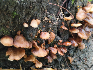 Wood fungus or ear fungus. Polyporus Trametes versicolor (Coriolus versicolor, Polyporus versicolor) beautiful natural mushroom texture. Mushrooms grow on felled trees. Mushrooms on dry wood.