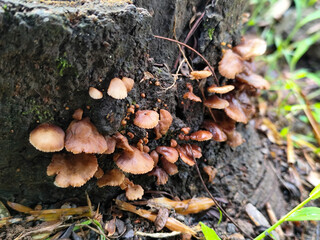 Wood fungus or ear fungus. Polyporus Trametes versicolor (Coriolus versicolor, Polyporus versicolor) beautiful natural mushroom texture. Mushrooms grow on felled trees. Mushrooms on dry wood.