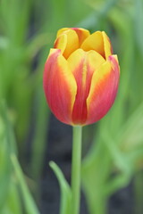 Naklejka premium Close-up of tulips in a field, showcasing a mix of red and yellow petals. The tulips are in full bloom in natural, soft sunlight with green leaves forming a rich background.