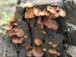 Wood fungus or ear fungus. Polyporus Trametes versicolor (Coriolus versicolor, Polyporus versicolor) beautiful natural mushroom texture. Mushrooms grow on felled trees. Mushrooms on dry wood.