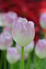 Close-up of pink tulips, showcasing a mix of pink and white petals. The pink tulips bloom in natural, soft sunlight, with green leaves forming a rich background.