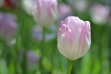 Obraz premium Close-up of pink tulips, showcasing a mix of pink and white petals. The pink tulips bloom in natural, soft sunlight, with green leaves forming a rich background.