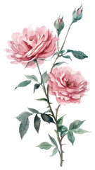 Fototapeta premium PNG Light pink roses watercolor painting flowers.