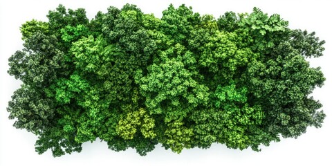 A lush green forest with many trees. The trees are green and full of leaves. The forest is a beautiful and peaceful place