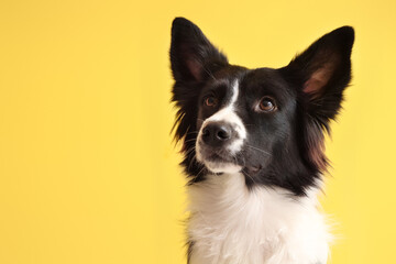 Portrait of cute Border Collie dog on yellow background, closeup
